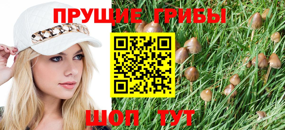 Киселёвск  Псилоцибиновые грибы GOLDEN TEACHER  наркошоп  Вход с VPN 